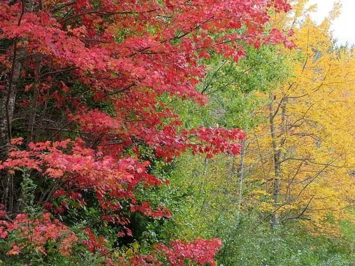 新英格兰海岸的秋天色彩——红色、绿色和亮黄色的叶子