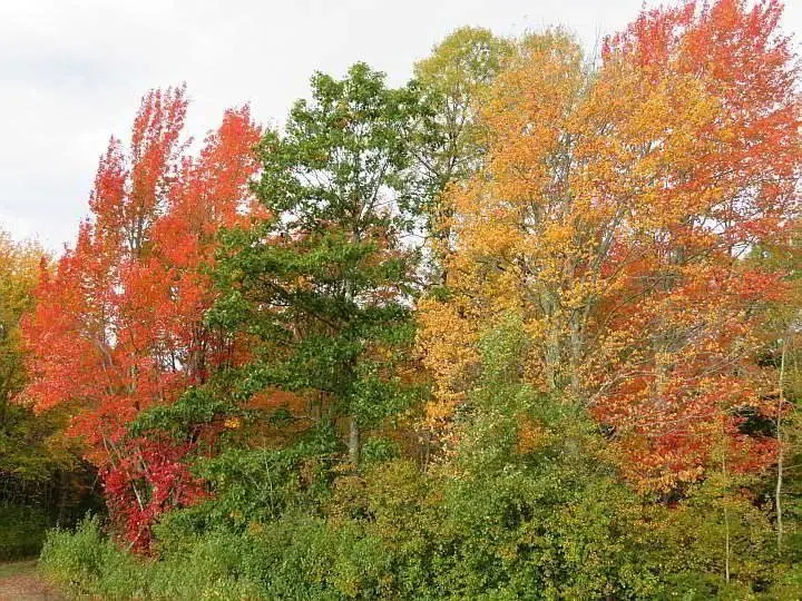 秋天的树叶带来了强烈的黄色和橙色的阴影，与缅因州的绿叶形成鲜明对比