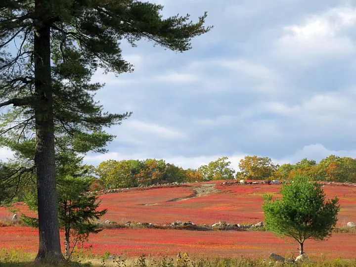 在新英格兰，秋天的树叶也意味着色彩鲜艳的蓝莓丛