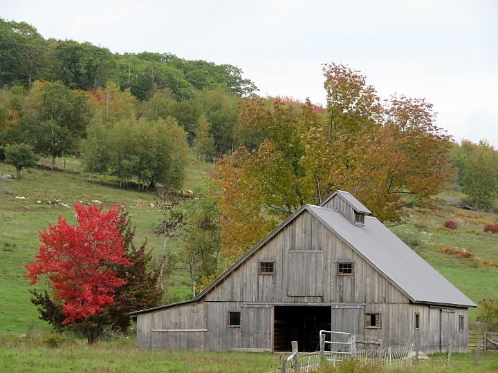 秋天的缅因州公路旅行，看到了一个饱经风霜的谷仓和一棵长着鲜红叶子的树