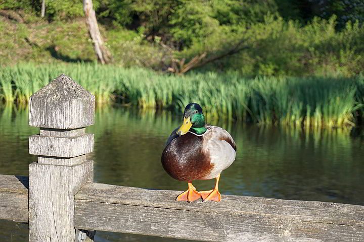 绿头鸭站在木栅栏上。