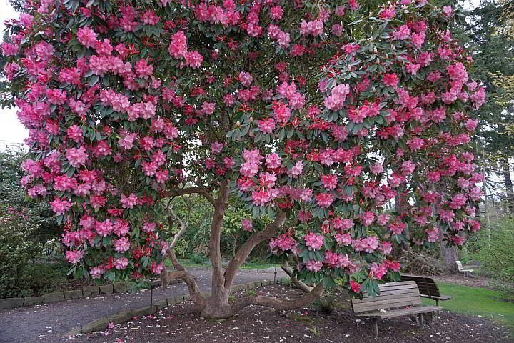 盛开的杜鹃树，开亮粉色的花。
