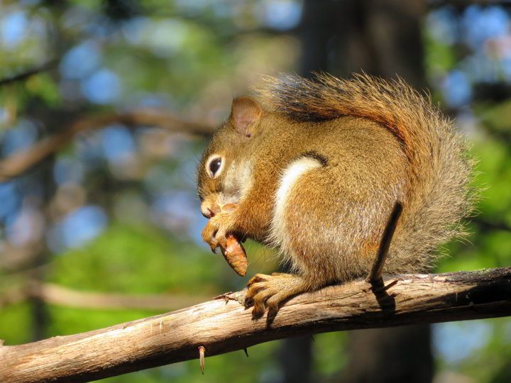 一只松鼠坐在树上享受食物