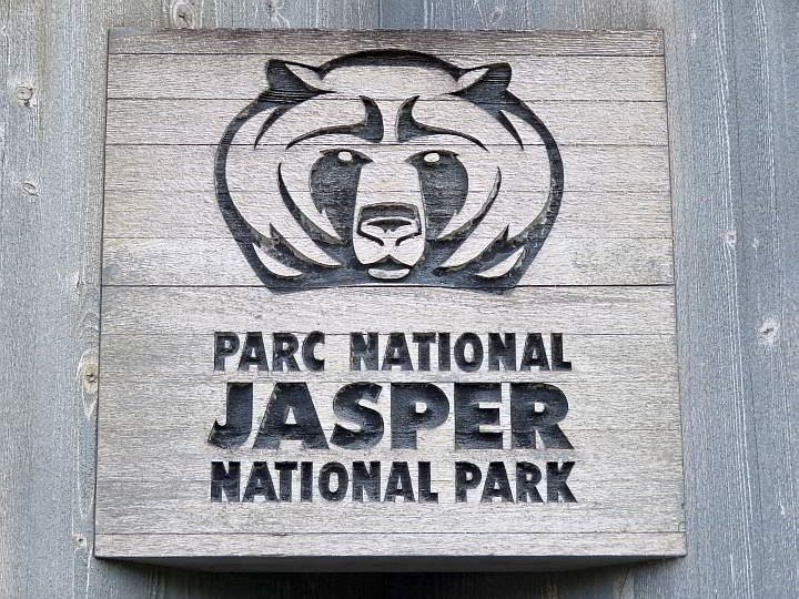 一只熊在贾斯珀国家公园的木制标志上直视着你