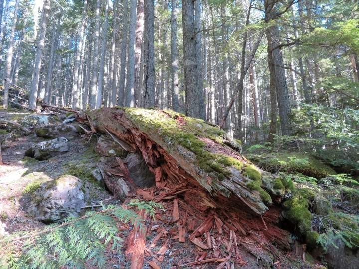 躺在森林里的一棵倒下的雪松，树皮被苔藓覆盖，慢慢地腐烂