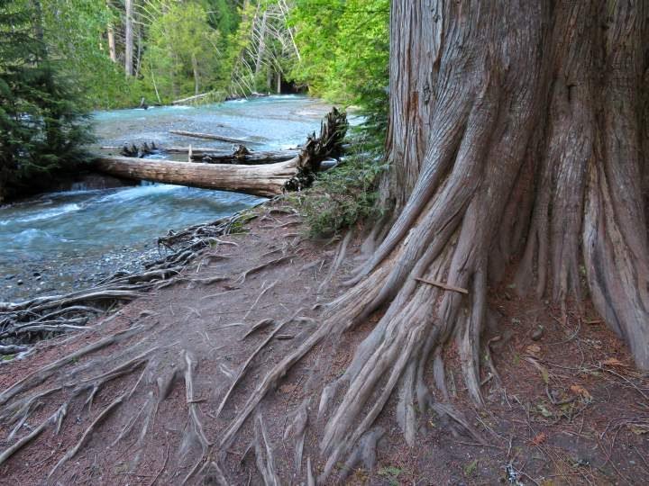 河岸上的一棵大树和倒下的树木横卧在雪松小径的雪崩溪上