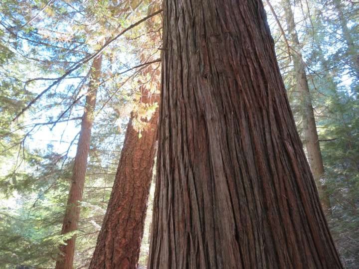 一种大的西部红雪松树，有其特有的细绳状树皮