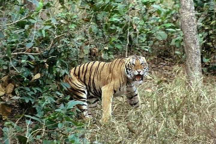 在印度卡哈国家公园，一只愤怒的老虎露出了它的尖牙