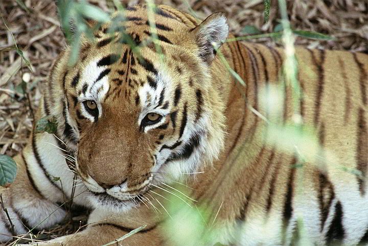 印度中央邦坎哈国家公园里的孟加拉虎