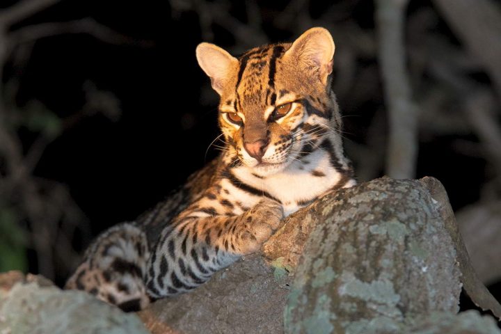 潘塔纳尔地区的豹猫-巴西南马托格罗索州