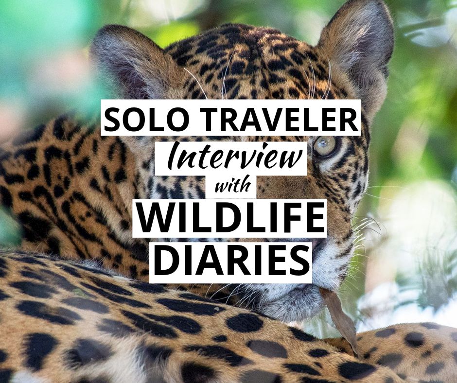 118bet金博宝野生动物日记的独自旅行者采访