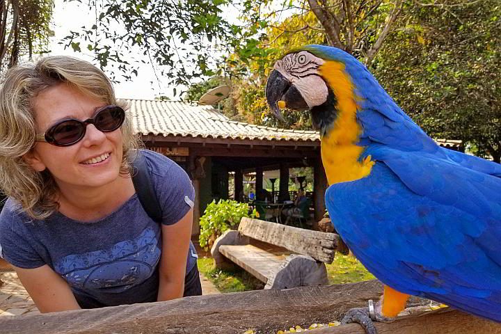 野生动物日记旅游博客的玛格丽塔在巴西潘塔纳尔南部参观一只鹦鹉