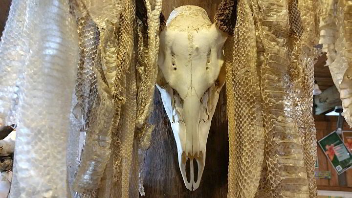 拉斐特阿卡狄纳自然站展出的蛇皮和头骨