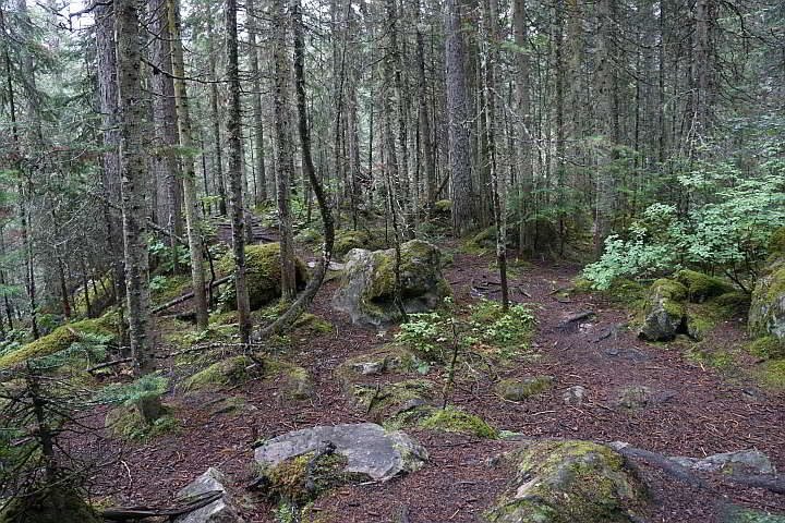 加拿大Yoho国家公园的森林