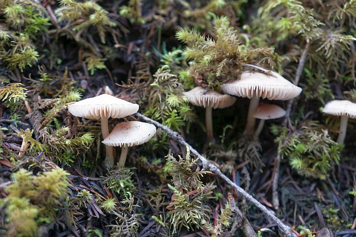 瓦普塔瀑布小径上的苔藓和蘑菇