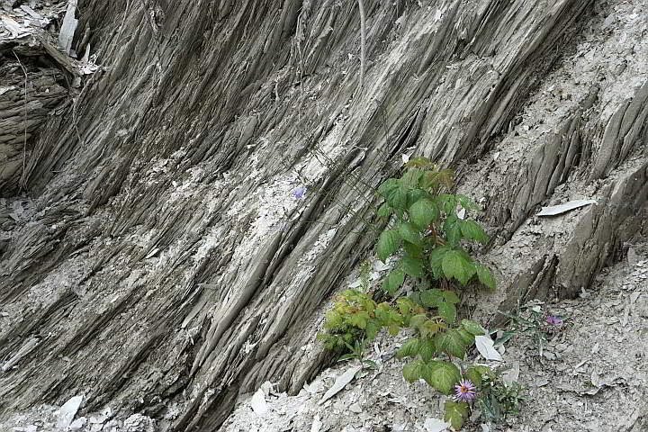 植物生长在伯吉斯页岩