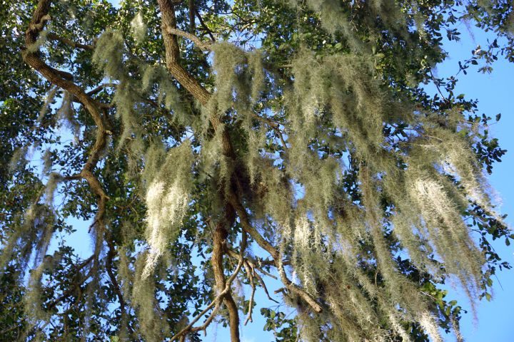在路易斯安那州南部，西班牙苔藓装饰着一棵活橡树
