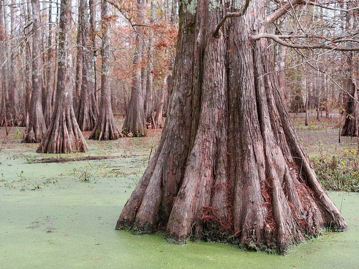 大树干柏树在马丁湖在沼泽旅游