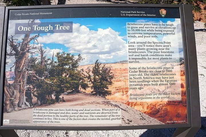 在犹他州杉树破碎国家纪念碑的狐尾松信息面板