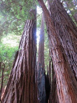 巨大的红杉树缪尔森林加利福尼亚