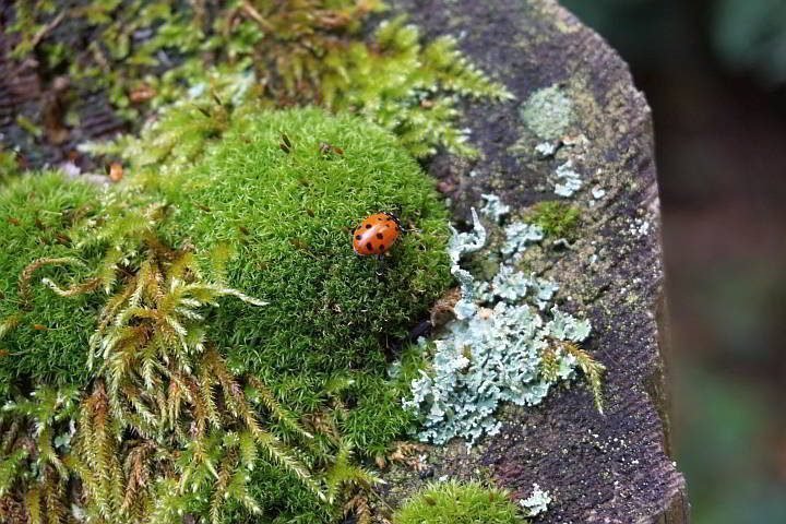 一只孤零零的瓢虫站在长满苔藓的栅栏柱子上。
