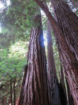 缪尔森林加利福尼亚红木树