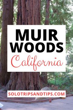 Muir Woods California SoloTripsAndTips.com