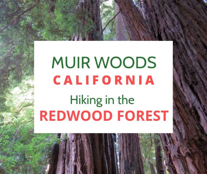 缪尔森林徒步旅行在加州红木森林