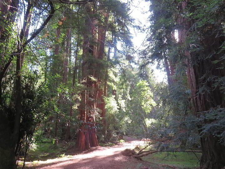 缪尔森林徒步小径穿过海岸红杉森林