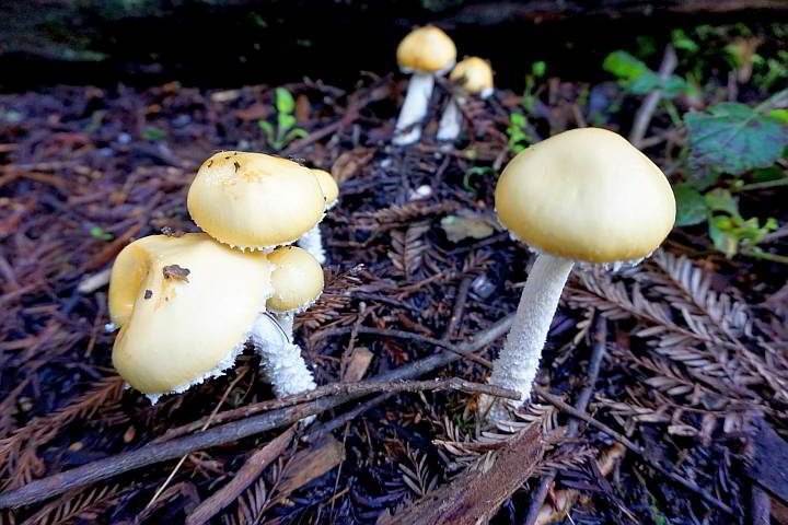 森林里长着几只小蘑菇。
