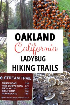 加州奥克兰瓢虫徒步旅行路线。
