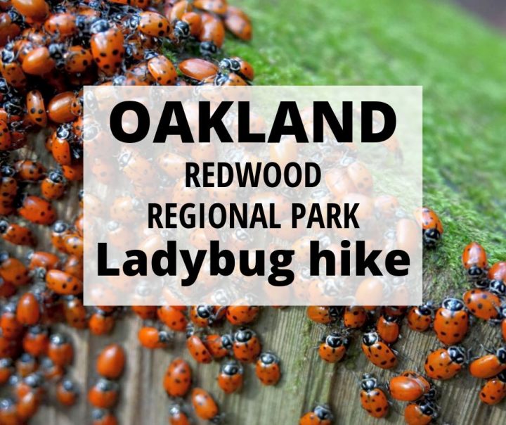 奥克兰红木地区公园瓢虫远足。