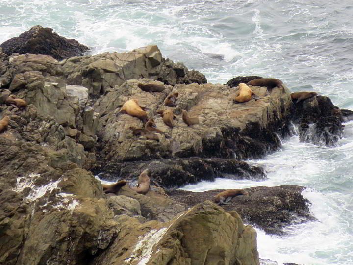 从雷耶斯角海狮观景台可以看到岩石海岸上的海狮