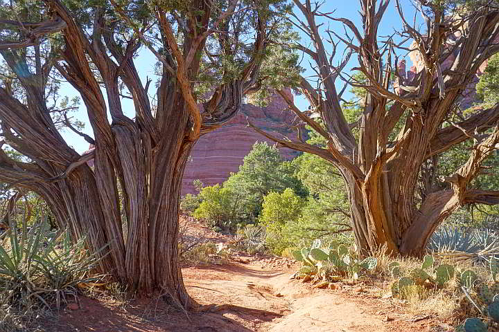 亚利桑那州塞多纳的杜松树