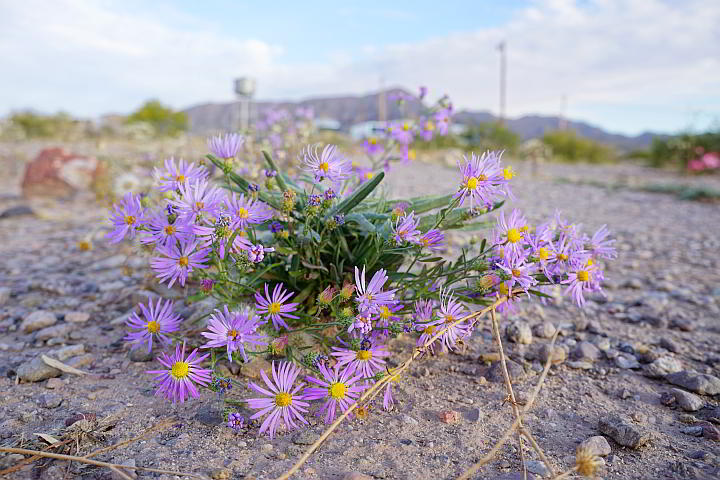紫色的花朵盛开在新墨西哥州沙漠中的治愈之水小径上
