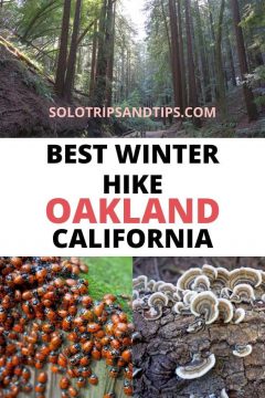 最佳冬季徒步旅行加利福尼亚州奥克兰。