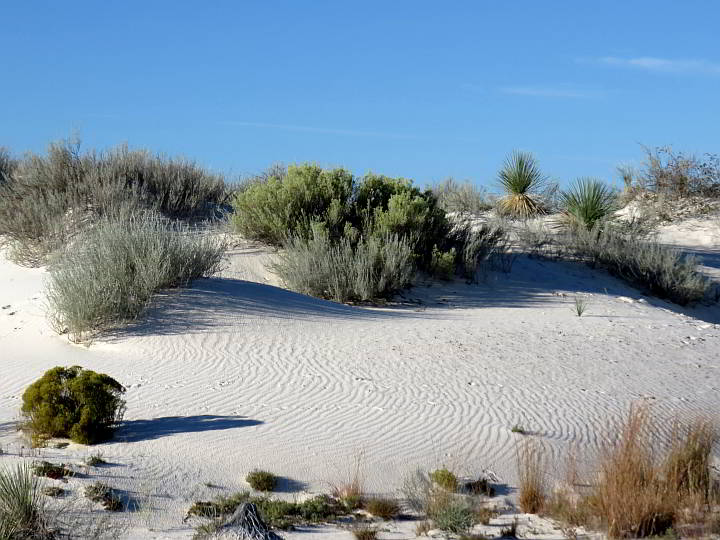 沙漠植物新墨西哥白沙