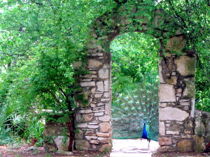 德克萨斯州奥斯汀梅菲尔德公园拱门上的孔雀