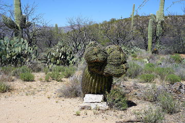 亚利桑那州萨瓜罗国家公园的各种仙人掌