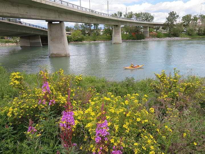 阿尔伯塔省卡尔加里弓河皮划艇与野花旁边的水