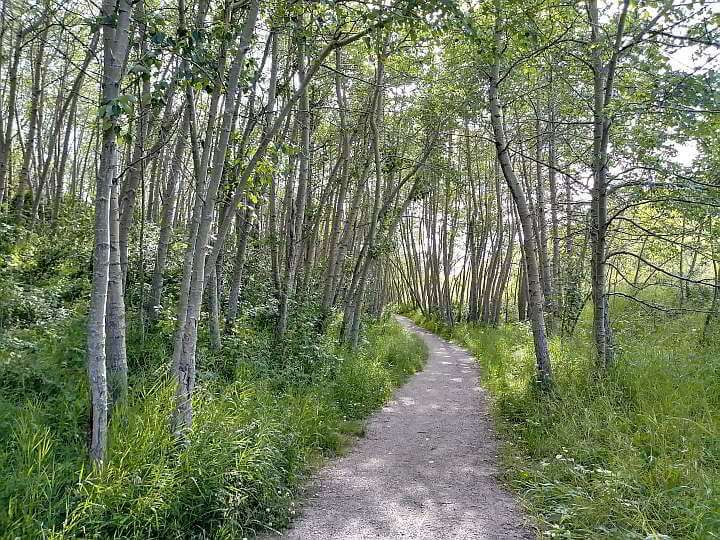 鼻子山公园的徒步小径穿过树林