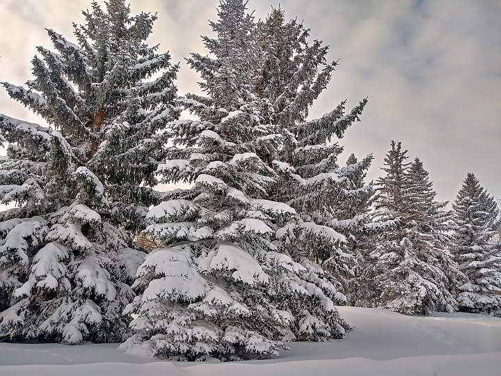 北格伦莫尔公园被雪覆盖的常绿树木
