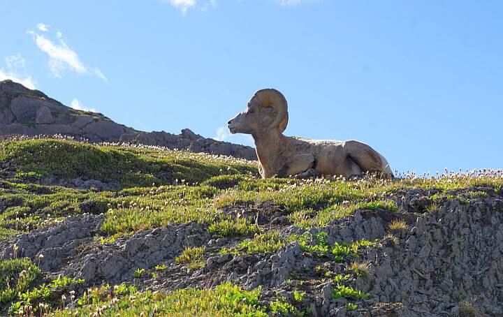 大角羊贾斯珀国家公园加拿大