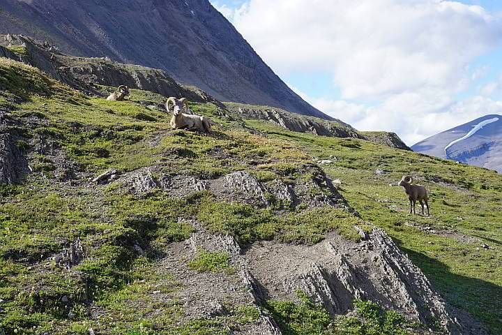 大角羊Jasper国家公园