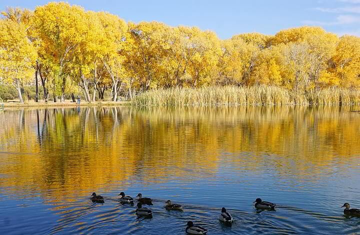 秋天的树叶反映在湖在死马牧场州立公园