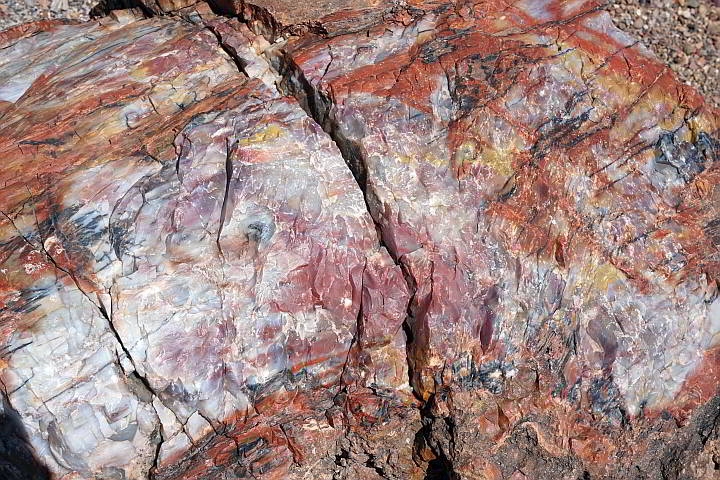 石化木的各种solors特写:红色，白色，黄色，黑色，铁锈