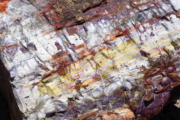 石化的木材呈白色、黄色和铁锈色
