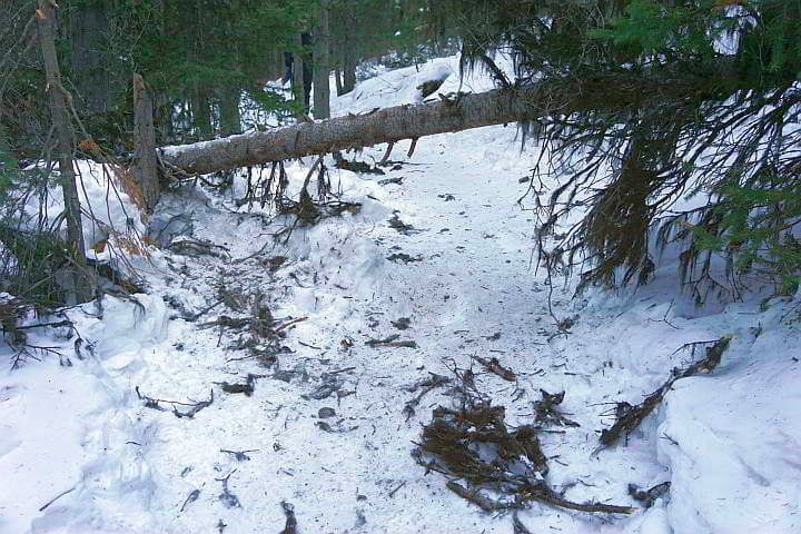 在冬季徒步旅行的kananaskis小径上倒下的树