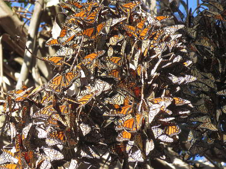 数百只黑脉金斑蝶聚集在一棵树上
