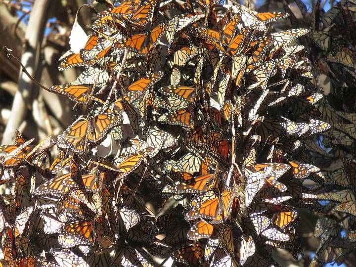 加利福尼亚帝王蝶成群地聚集在一棵树上